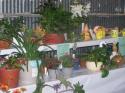 Lots of Plants - Click to enlarge