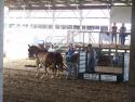 Mule Pull - Click to enlarge